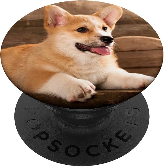 Pembroke Welsh Corgi Puppy