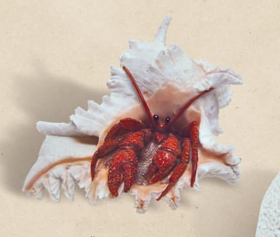 HS Crab in Shell Nautical Decor Sculpture