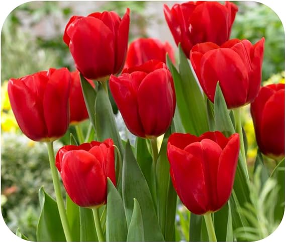 Tulip 'ILE de France' x 100 Red Tulips Spring Flowering Bulbs by Growtanical®