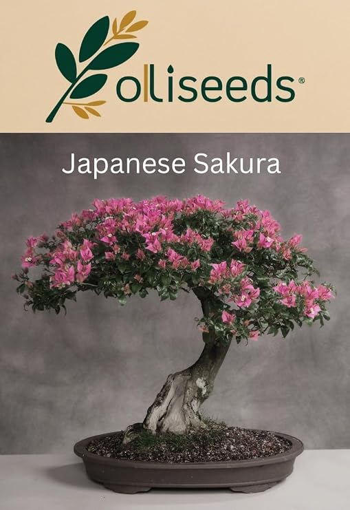 Sakura Cherry Blossom Seeds – Bonsai Tree Seeds – Japanese Flowering Cherry (Prunus serrulata) – Ornamental Garden & Indoor Plant – OliSeeds (10 Seeds)