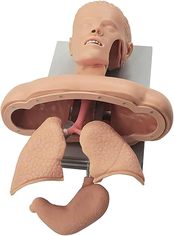 Airway Management Trainer Intubation Manikin Training Simulator Training Manikin Intubation Head Teaching Study Model Manikin