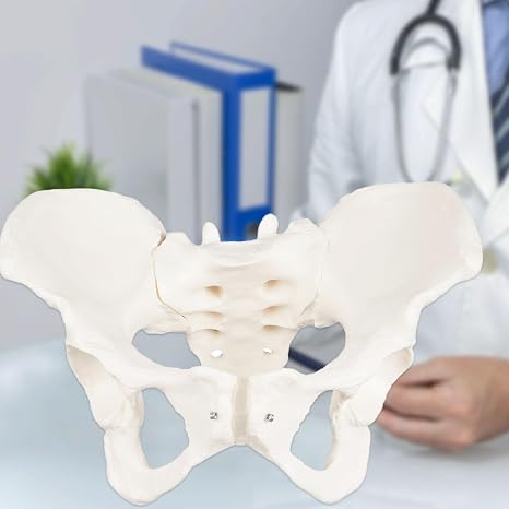 Life Size Female Pelvis Model, Demonstrate with Motion, Flexible Female Anatomy Model, Hip Bone Pelvic Anatomical Model for Science Education Midwife in Obstetrics, Gynecology & Patent Communication