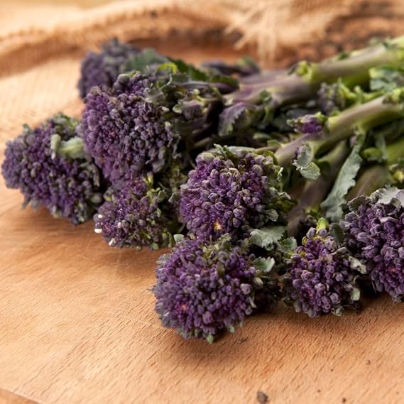 Broccoli 'Purple Sprouting' Brassica oleracea 4X Packets x200 Seeds By Suttons