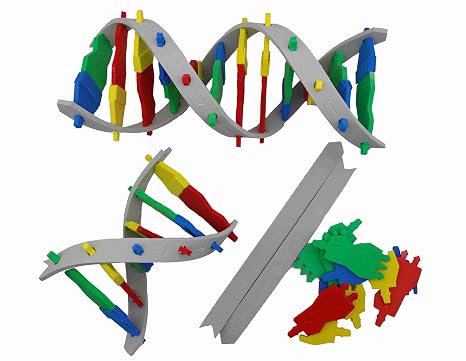 Double Helix Student Modeling Pack