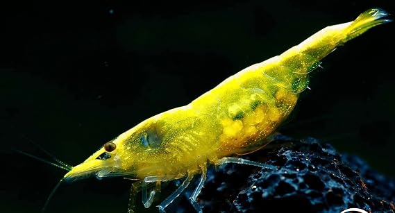 Swimming Creatures 10 Golden Back Yellow Neocalidina Freshwater Aquarium Shrimp Live Arrival Guarantee