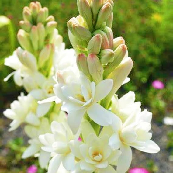 Tuberose Bulbs Mix - Tuberose Bulbs Double Flower Root Excellent Display Indoor Perennial Balcony Garden Bulbs Can Be Potted-4Bulbs-S