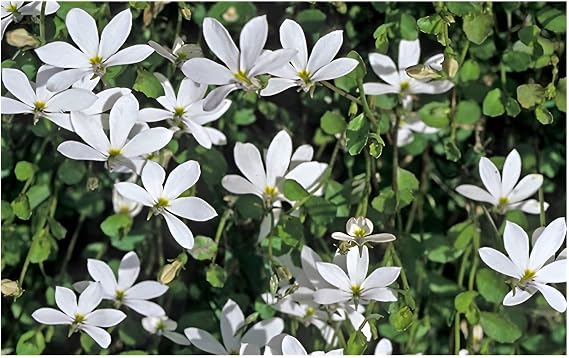 50 x Isotoma Fluviatilis 'Treadwellii' (Hardy / Perennial / Perennial / Perennials) Bob Head - Permanent Flowering - Treads Full of Lightness and Bloom - Lawn Replacement - by Stauden Gänge