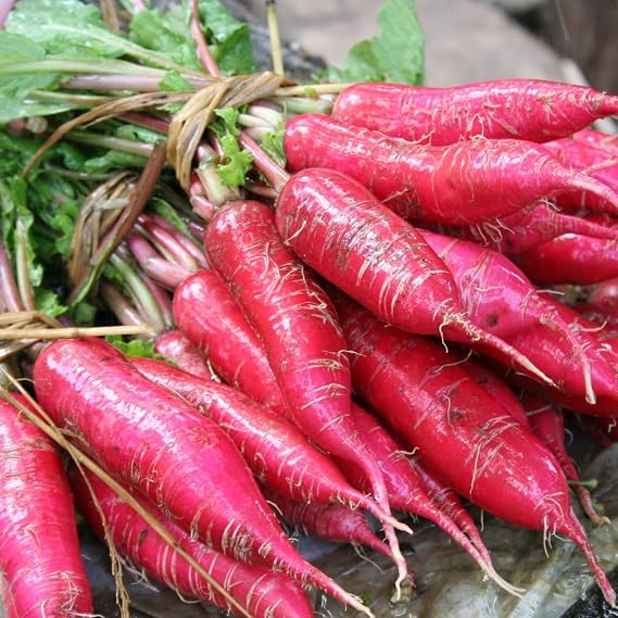 PREMIER SEEDS DIRECT - Radish Seeds - China Rose Winter - 10 Grams