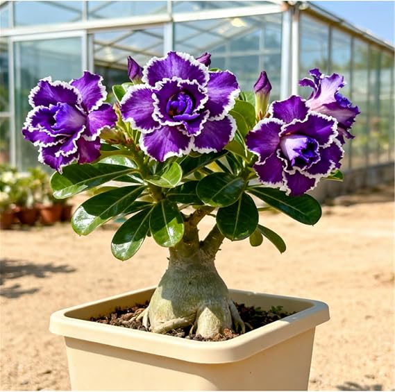 Drought-Tolerant Desert Rose Plants/Desert Rose Tubers/Cold-Hardy Perennials/Flowers Year-Round/Professional Planting for Stunning Garden Displays-1 Bulbs-B