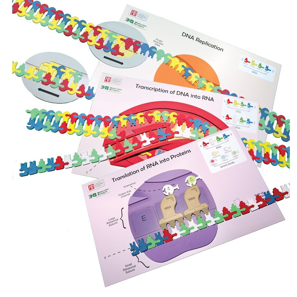 Carolina Flow Of Genetic Information Kit – 3D Dna & Rna Learning Models | Hands-On Molecular Biology For Classrooms | Demonstrates Replication, Transcription & Translation