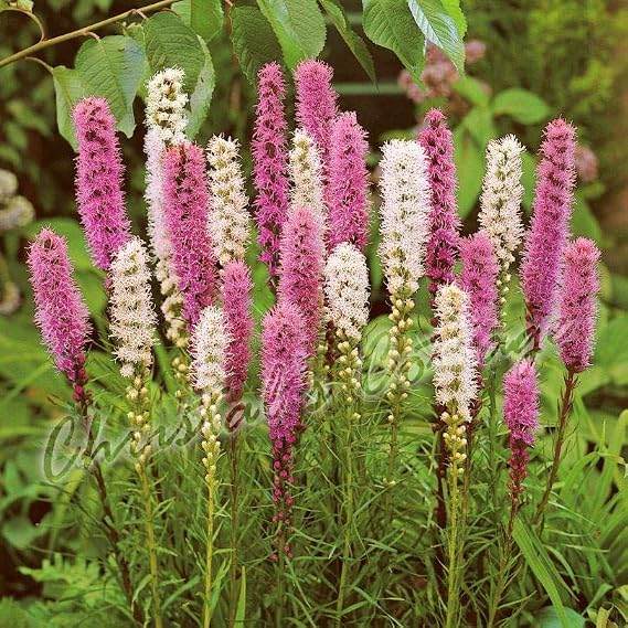 20 Liatris Spicata Gayfeather Spring Garden Bulb Corm Purple White Summer Flower