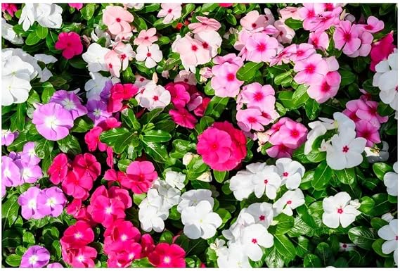 PREMIER SEEDS DIRECT - Busy Lizzie - HOLSTII Mix - 250 Seeds - Impatiens WALLERIANA