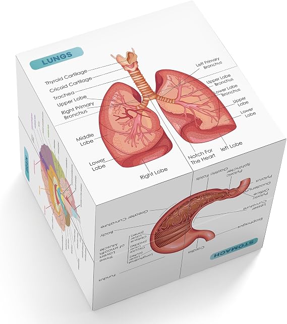 Aliwovo Medical Student Human Anatomy 3.93" Cube Anatomy Poster Set Heart,Brain,Lung,Stomach,Throat,Muscular,Skeletal,Digestive,Circulatory,Gifts For Medical Students, Nurse