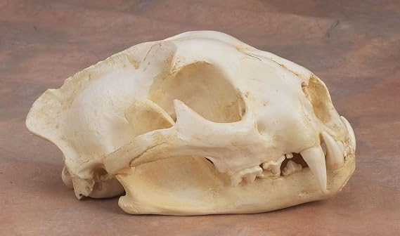Mountain Lion Skull Replica