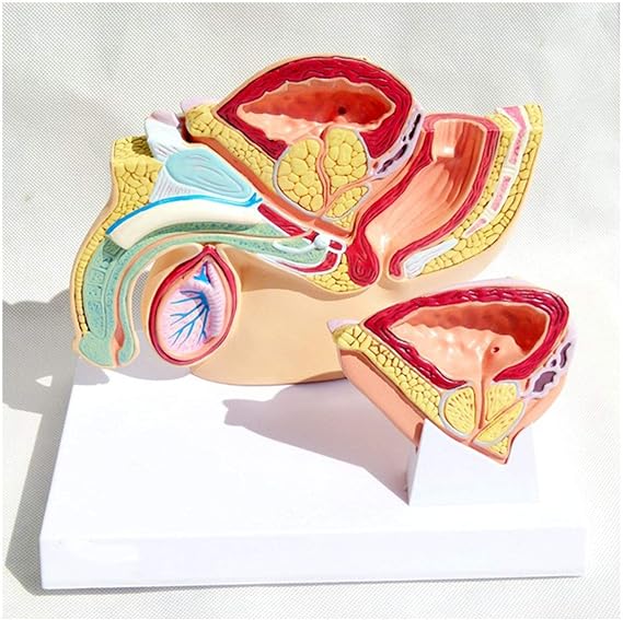 Bladder Anatomical Model - Human Organ Anatomy Model Male Organ Model - Medical Anatomical Normal Hyperplasia Prostate