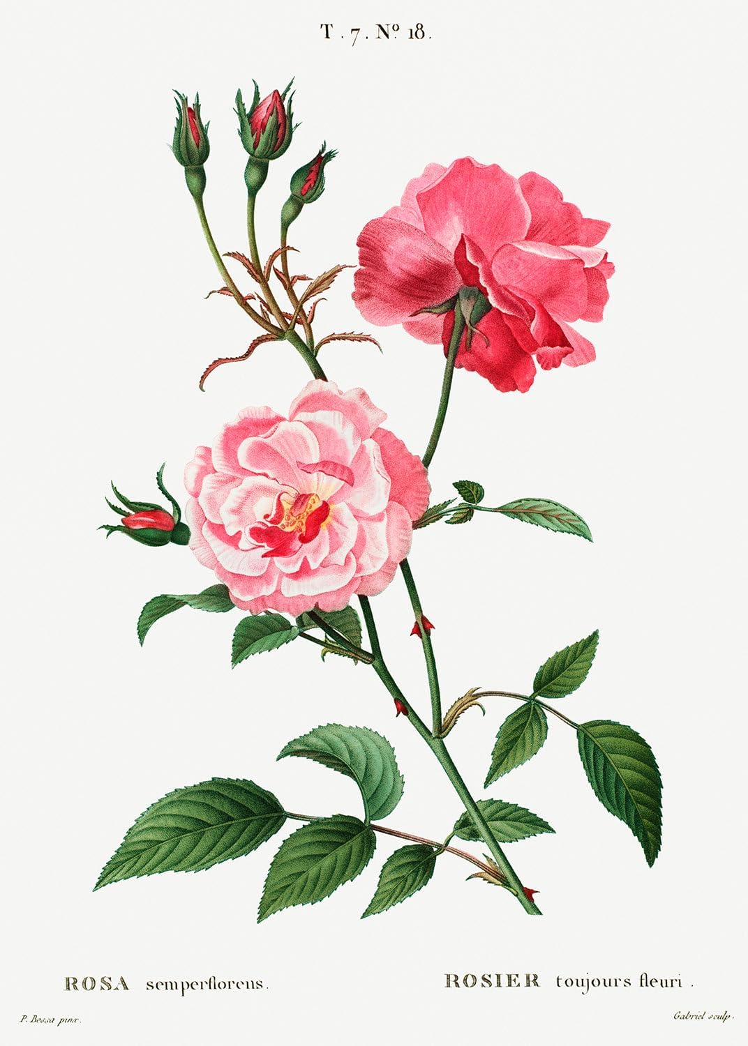 Eurisko Studios Botanical Plant Print - Ever-blowing rose Rosa semperflorens by Pierre Joseph Redoute Art Print