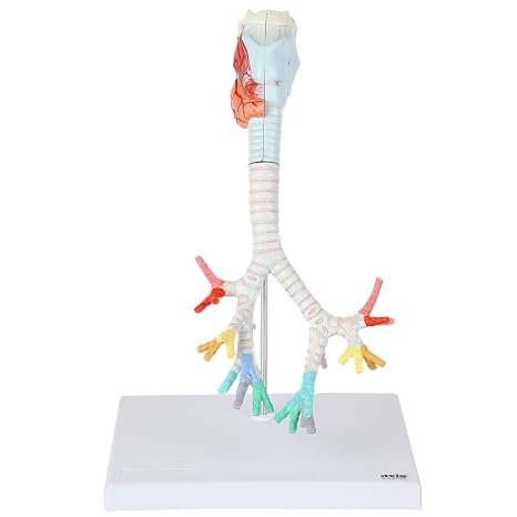 Axis Scientific Larynx, Trachea, Bronchi ModelAxis Scientific Larynx
