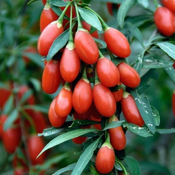 CHUXAY GARDEN Goji Seed, Goji Berry,Wolfberry 50 Seeds Perennial Non GMO Edible Fruit Healthy Food Gardening Easily Grow Deciduous Shrub