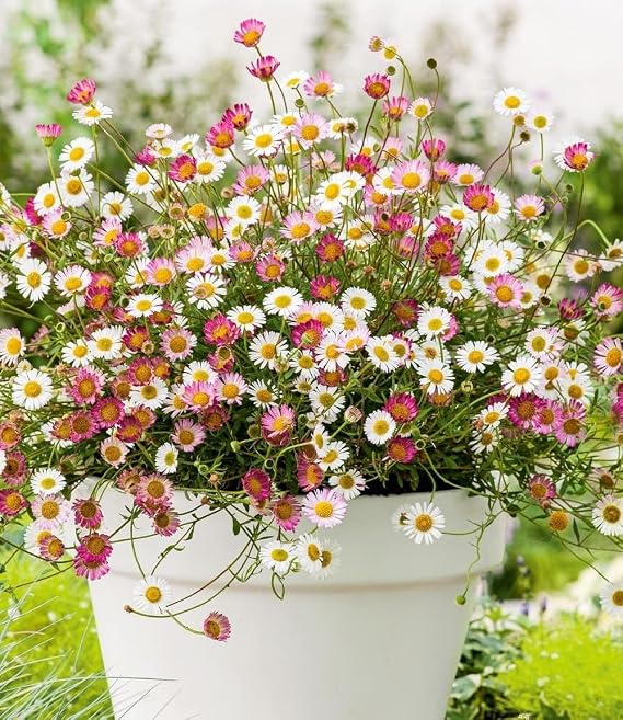 Baldur Garden 3 x Spanish Daisy Plants in 9 x 9 cm Pot
