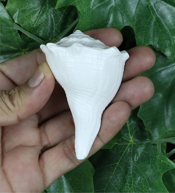 ASHIRWAD Dakshinavarti Original Shankh Valampuri Sangu Right Handed Lakshmi Shankh Conch Shell (2 inch)