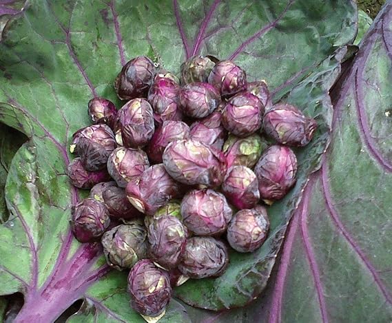 Seeds Brussels Sprouts Rosella Purple Cabbage Vegetable for Planting Heirloom Non GMO