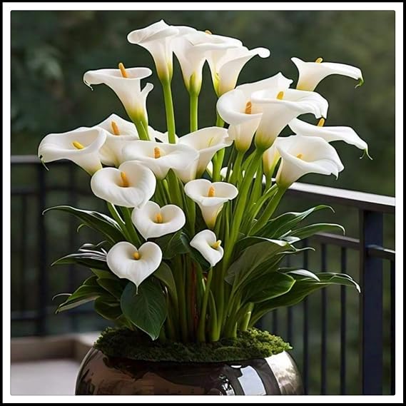 Calla Lily Bulbs.Strong Plants That Grow Well Mix Golden Jade Carving Feels Beautiful//.（NVNJHJN）.-2 Bulbs-C
