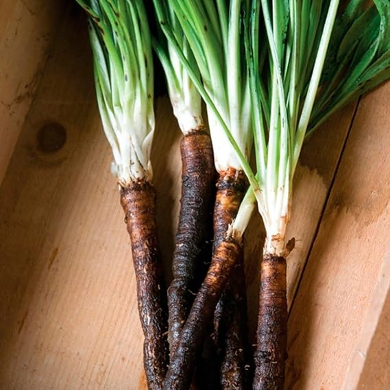 Seeds Salsify (Black Root) Scorzonera Heirloom Vegetable Non GMO
