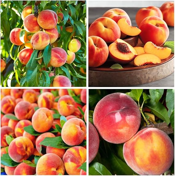 5+ Seed Nemaguard Peach Fruit Tree Seed for Planting Outdoor-Non-GMO Heirloom Sweet Fruit Plant in Your Home Garden