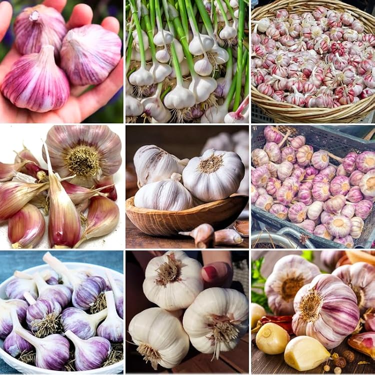 1 Pound Mix Hardneck Garlic Bulbs for Planting, Fresh High-Yield Hardy Garlic for Garden or Container Growing