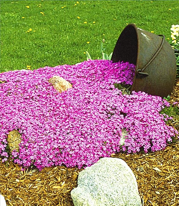 Baldur Garten 3x Carpet Phlox 'Emerald Pink' Hardy Ground Cover