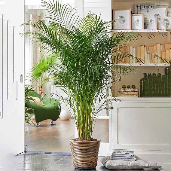 Areca Palm Large Indoor House Plant Real Tropical Exotic Evergreen Tall Plants (80-90cm incl. Pot)