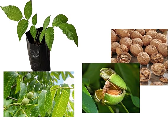 English Walnut Seedlings (Juglans regia) Strong & Healthy Stock |Grown from Premium Seed