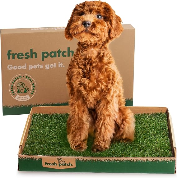 Fresh Patch Real Grass Patch for Dogs, Cats, and Small-Medium Pets Under 15 Pounds Disposable Pet Grass Pee Pads Indoor and Outdoor Potty Training Mat (16 Inches x 24 Inches)