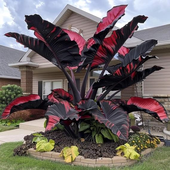 Gorgeous Elephant Ears Mix for Planting UK,Greening Flower,Perennial,Strong Plants That Grow Well,Excellent Display,Iridescent,Good for Containers,Greening Rhizome,Hardy.-3Bulbs-greenA