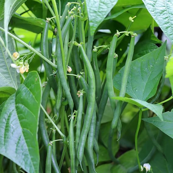PREMIER SEEDS DIRECT - Climbing French Bean - Blue Lake - 150 Seeds