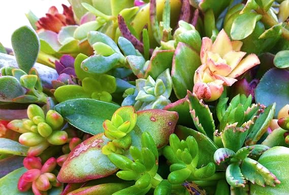 15 Assorted Succulent & Cactus Cuttings. No 2 Cuttings Alike. Great for Terrariums, Mini Gardens, and as Starter Plants.