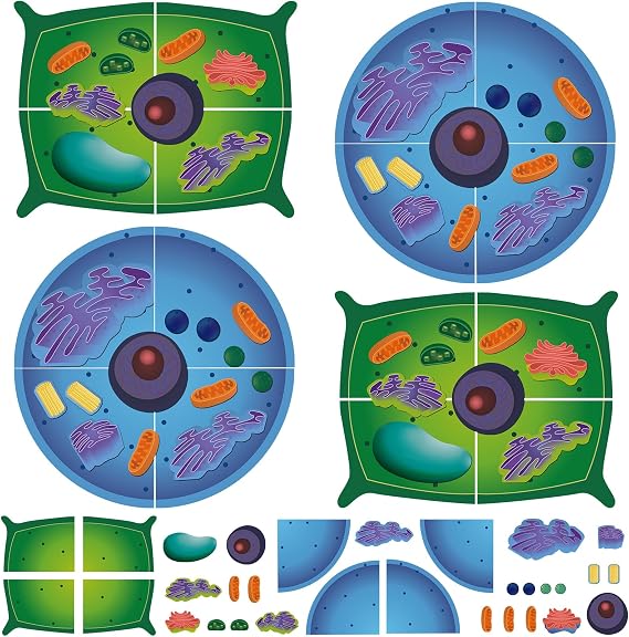 2 Set Magnetic Animal and Plant Cell Anatomy Biology Model Set