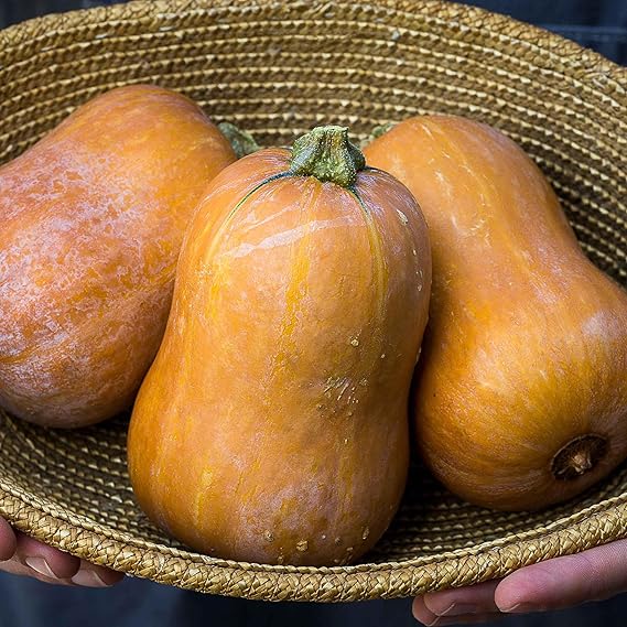 Eden Brothers Squash (Winter) Seeds - Honeynut, Packet