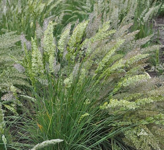 1000 Prairie Junegrass Grass Seeds Koeleria macrantha