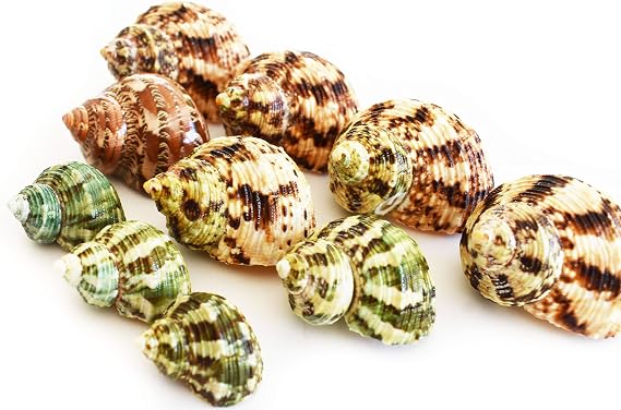 Select 10 Hermit Crab Shells Turbo Changing Seashells Small-Medium 1"-2" Size (Opening Size 5/8" - 1") Beautiful