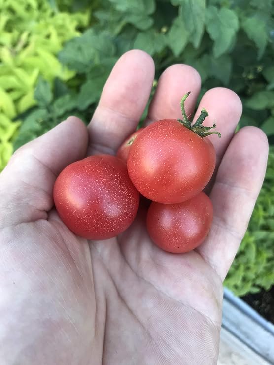 Rosy Finch Micro Dwarf Japanese Bonsai Tomato Premium Seeds for Planting Packet