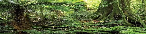 Reptile Habitat Background; Rain Forest, for 48Lx24Wx24H Terrarium, 3-Sided Wraparound