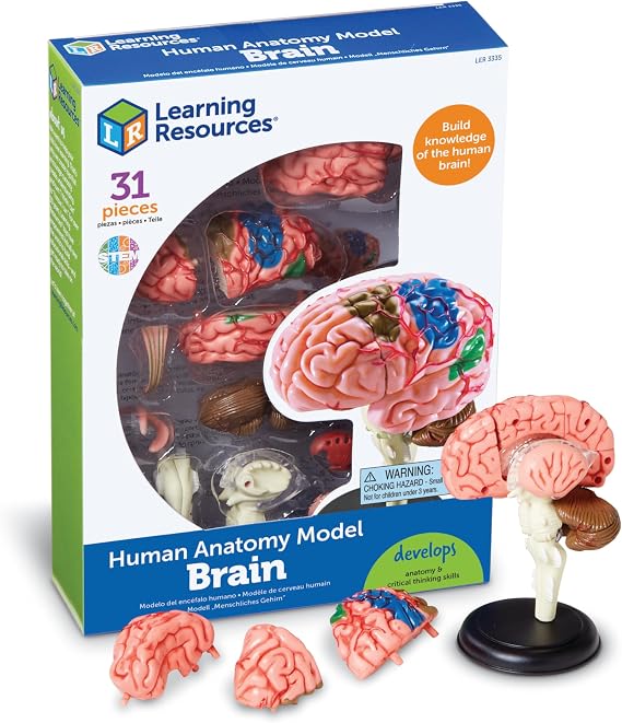 Learning Resources Human Anatomy Model Brain