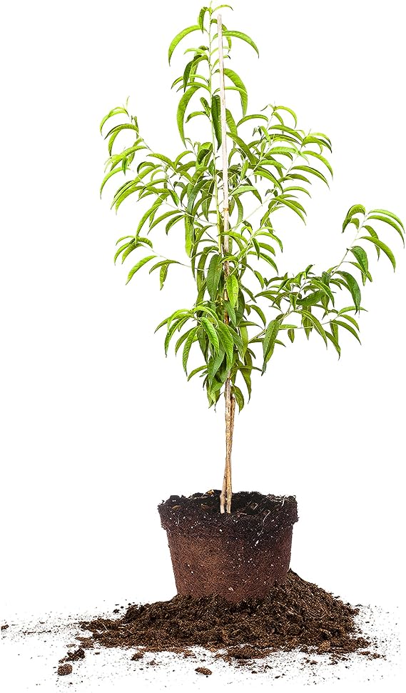 Perfect Plants Flordacrest Peach Tree, 4-5 ft, Freestone Fruit
