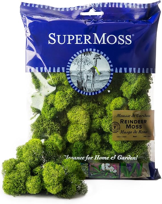 SuperMoss (23080) Reindeer Moss Preserved, Basil, 2 Ounces