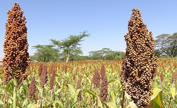 Sudan Sorghum Grass Seeds, 1 lb