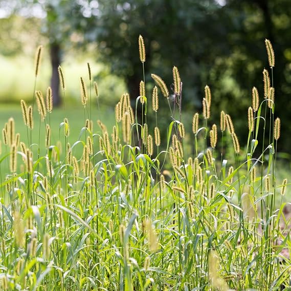 Timothy Grass Seeds - Premium Forage Pasture Seed for Grazing Animals - 1kg