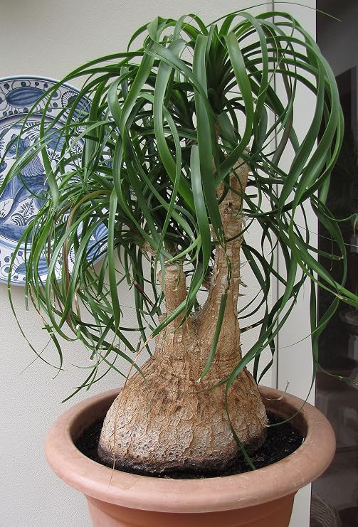 Seeds Nolina Ponytail Palm/Elephant Foot Tree/Indoor/Perennial Tree